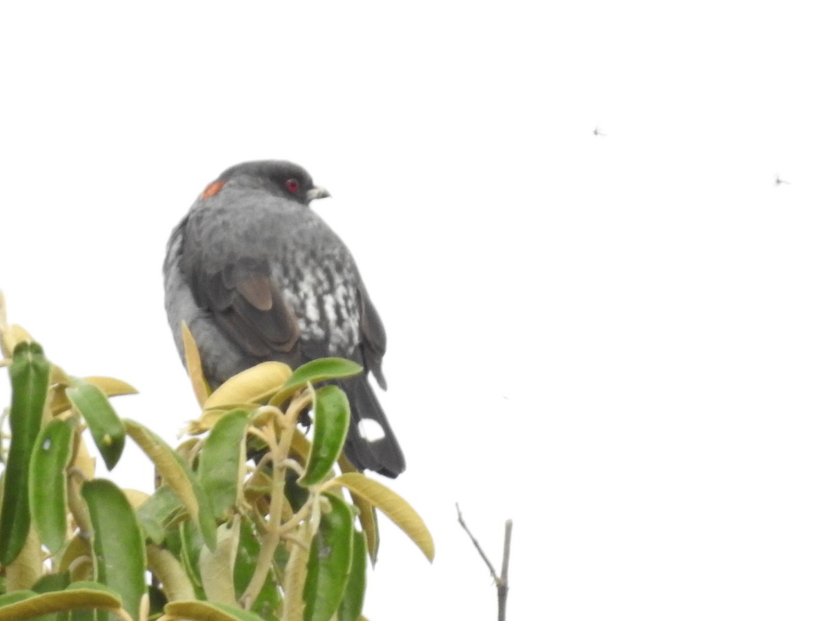 Red-crested Cotinga - ML641751342