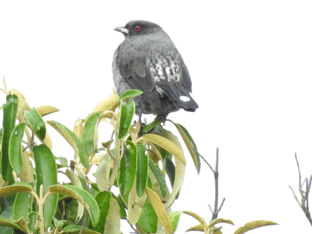 Red-crested Cotinga - ML641751343