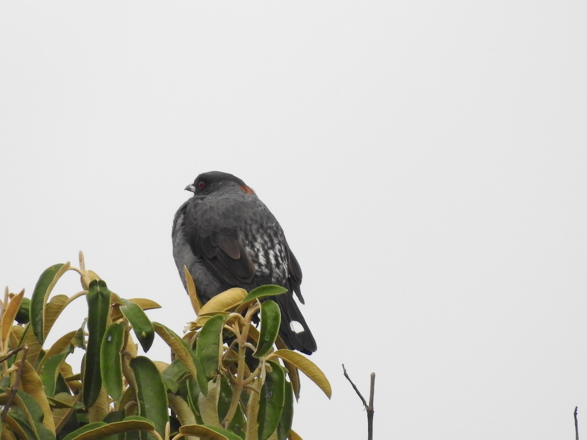 Red-crested Cotinga - ML641751344