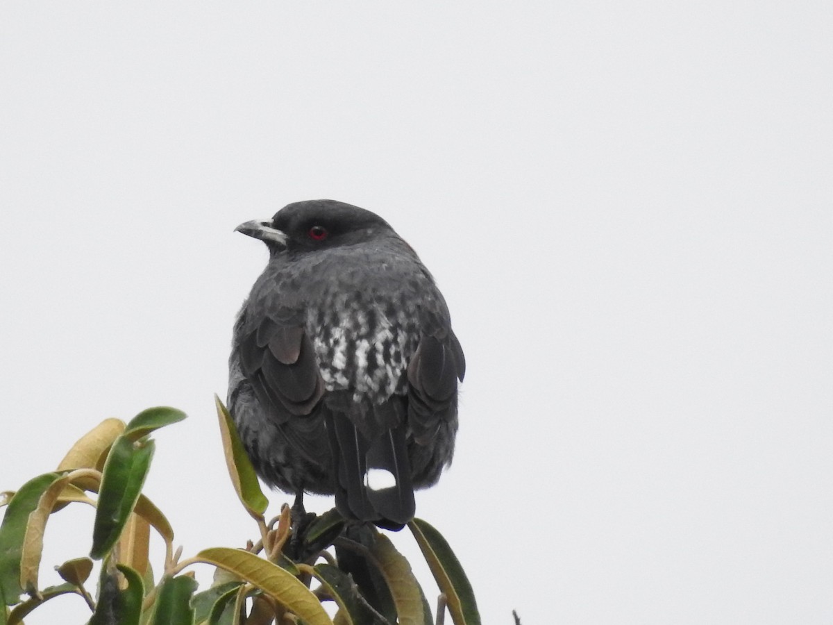 Red-crested Cotinga - ML641751345