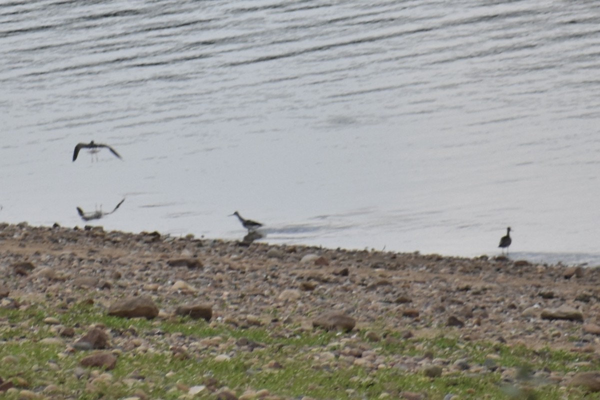 Greater Yellowlegs - ML641751350