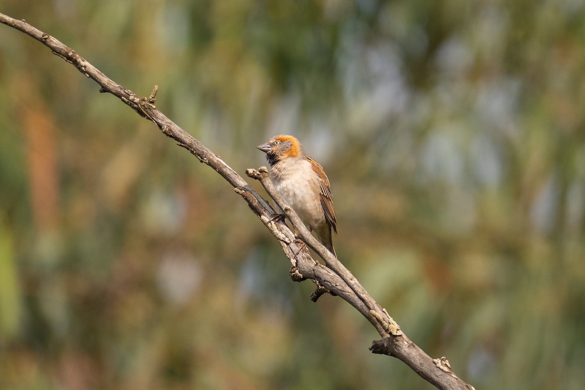 Kenya Rufous Sparrow - ML641751363