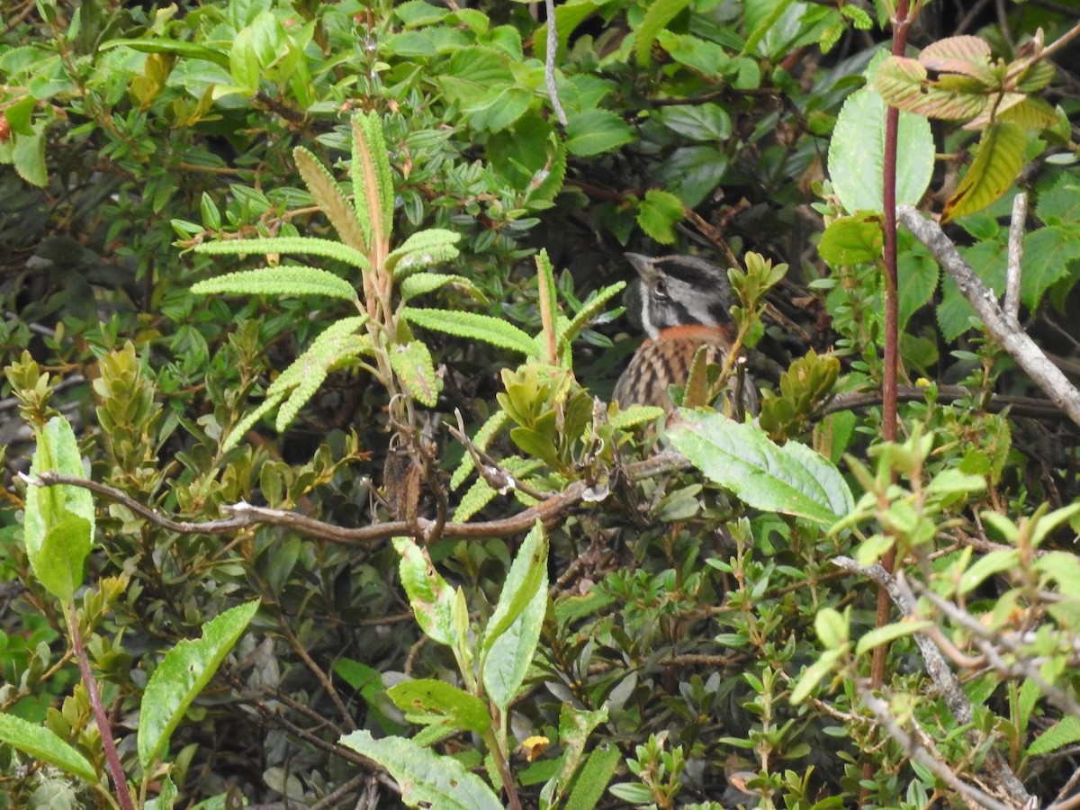 Rufous-collared Sparrow - ML641751410