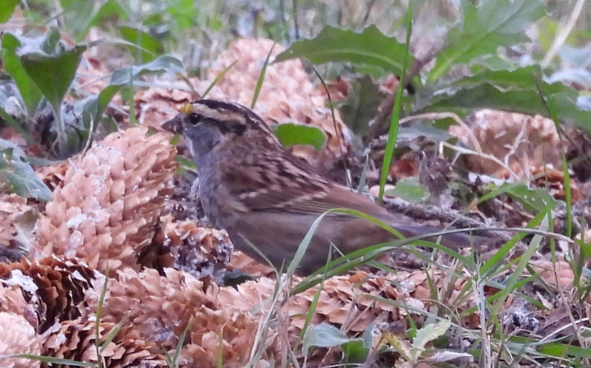 White-throated Sparrow - ML641751414