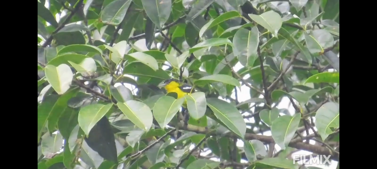 Common Iora - ML641751417