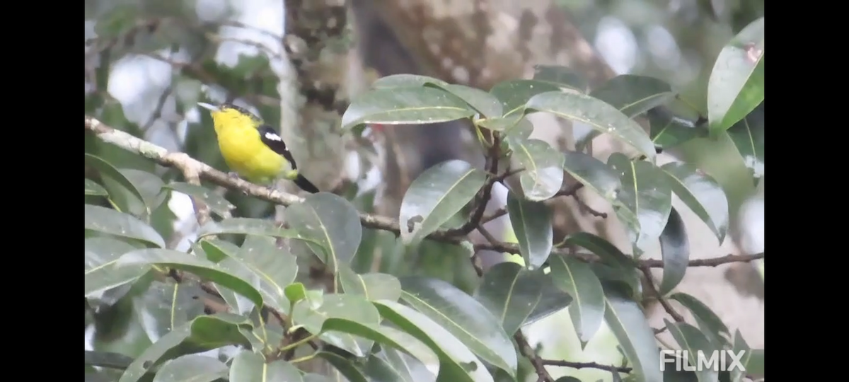 Common Iora - ML641751418