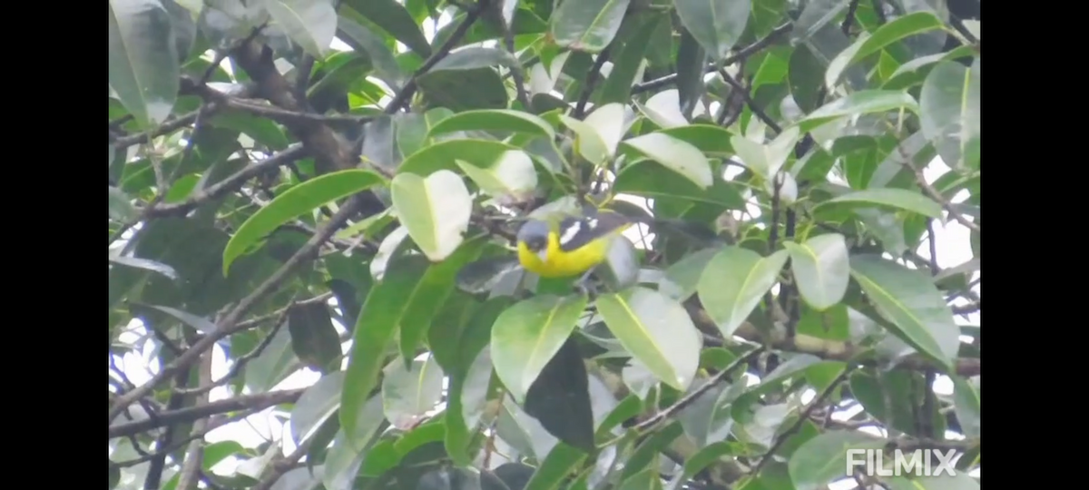 Common Iora - ML641751419