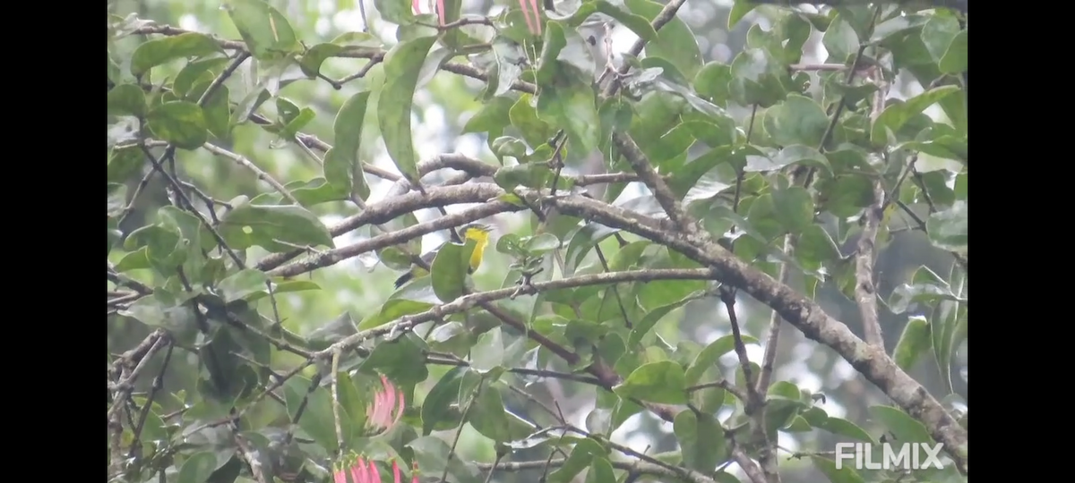 Common Iora - ML641751420
