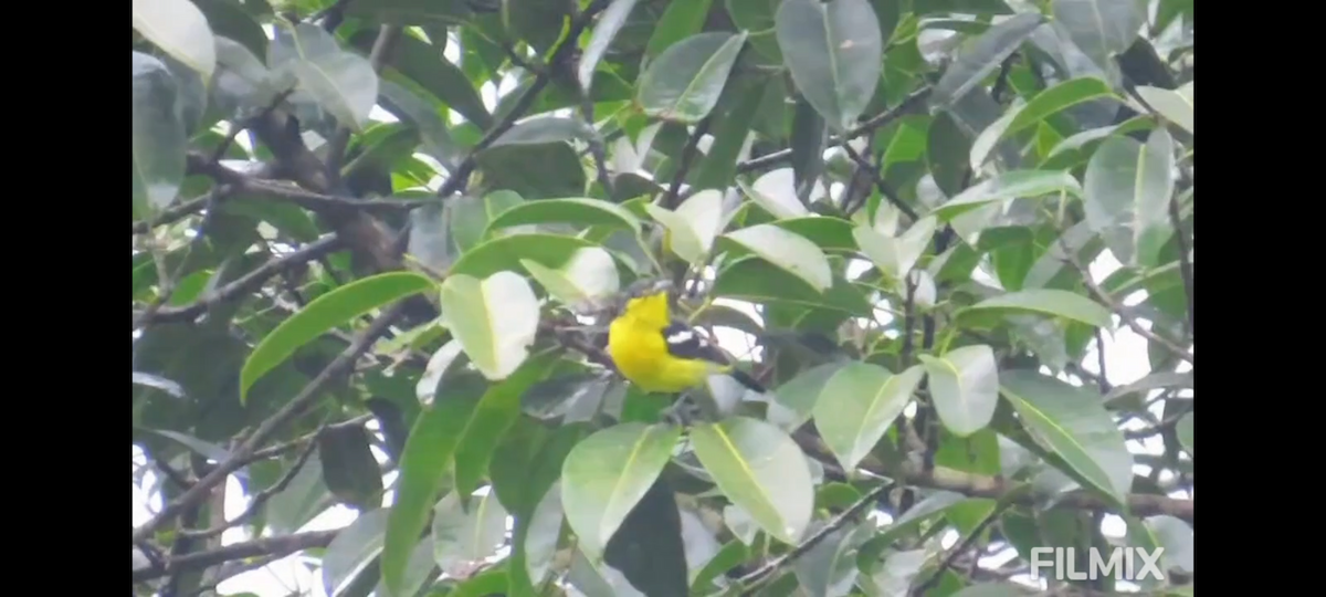Common Iora - ML641751421