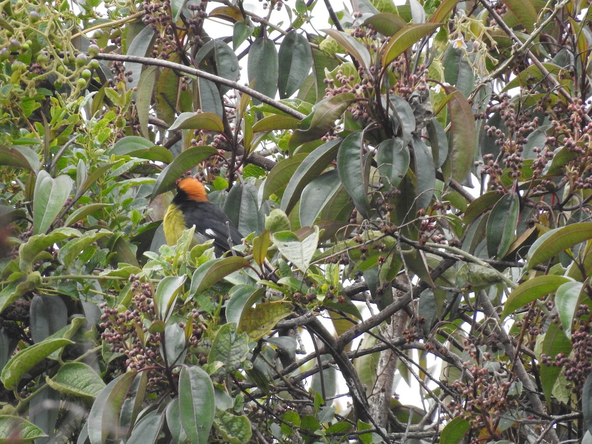 Atlapetes Pechiamarillo - ML641751432