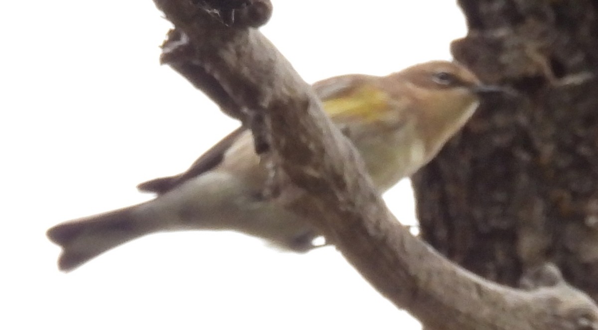 Yellow-rumped Warbler - ML641751434