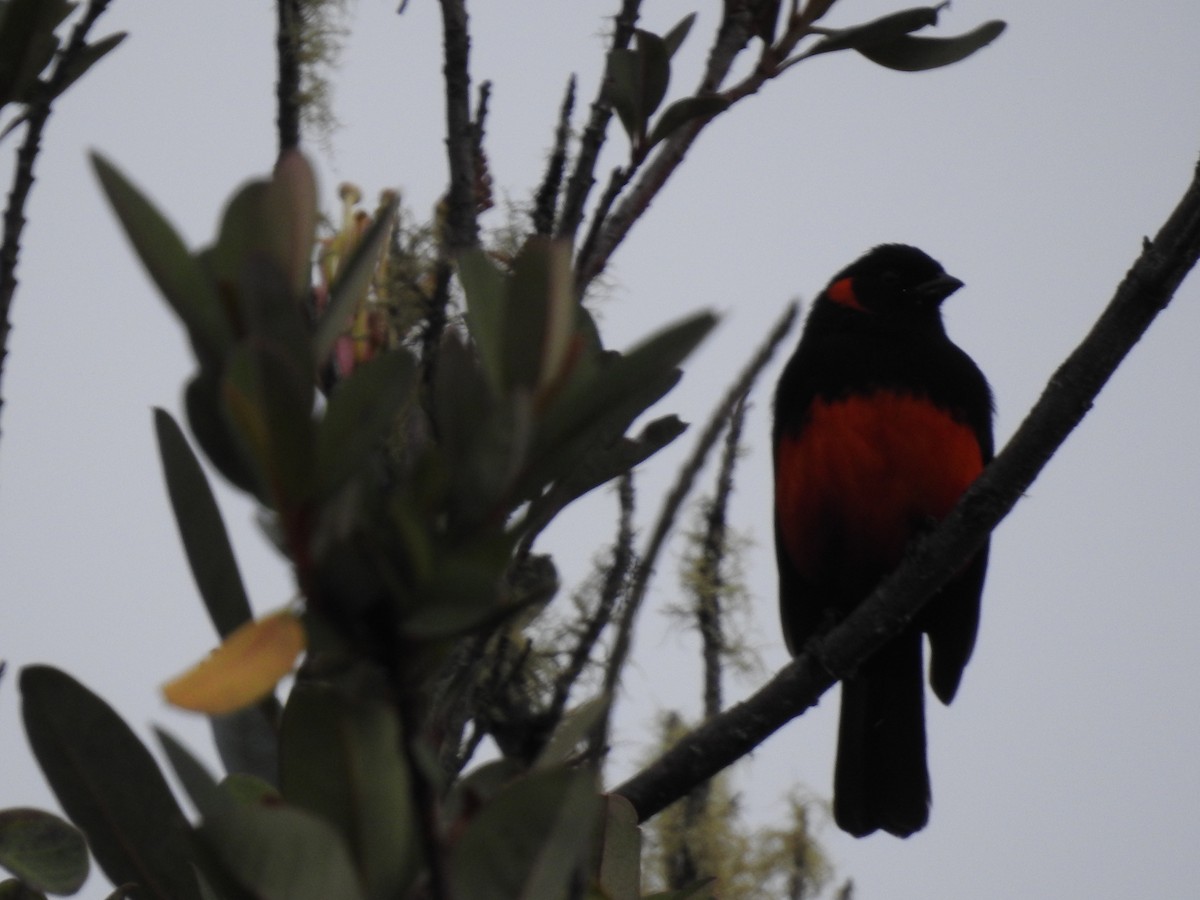 Scarlet-bellied Mountain Tanager - ML641751446