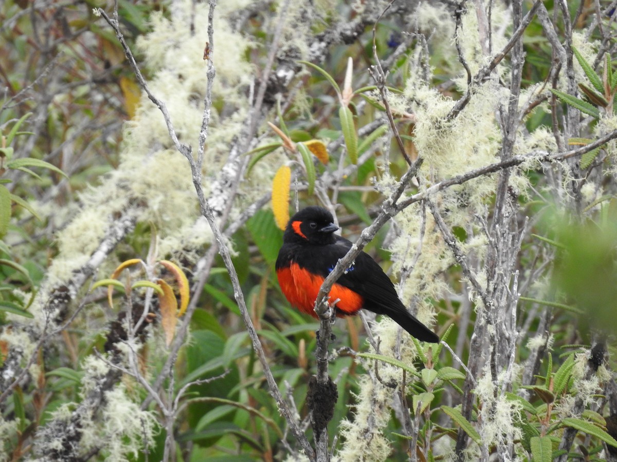Scarlet-bellied Mountain Tanager - ML641751454