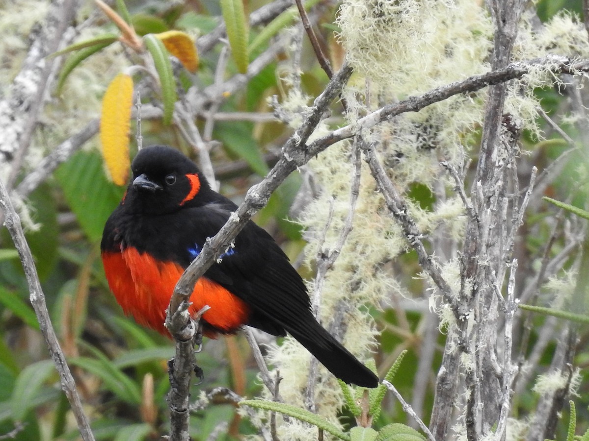 Scarlet-bellied Mountain Tanager - ML641751455