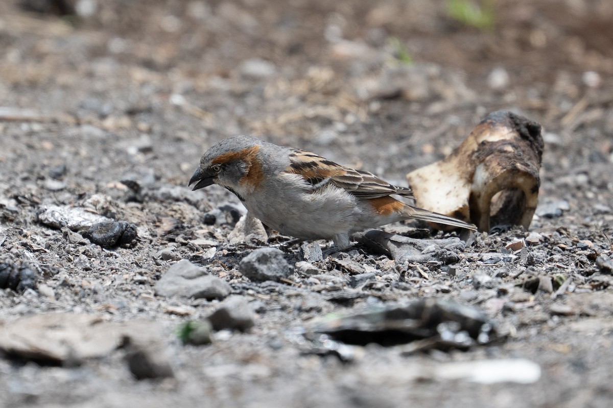 Kenya Rufous Sparrow - ML641751461