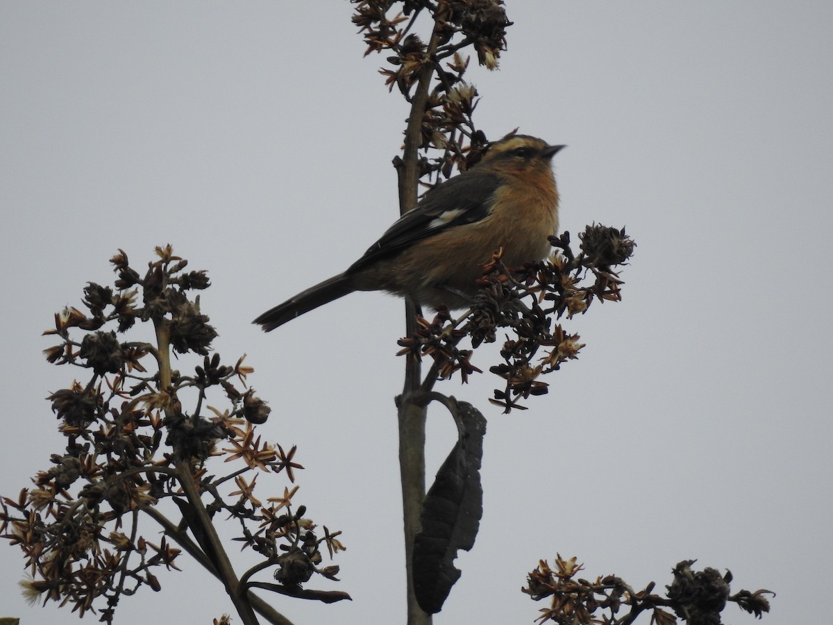Cinereous Conebill - ML641751514