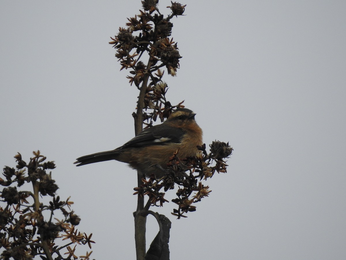 Cinereous Conebill - ML641751515