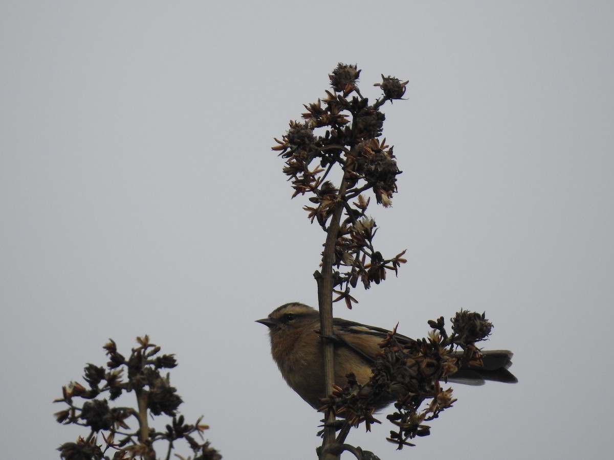 Cinereous Conebill - ML641751516
