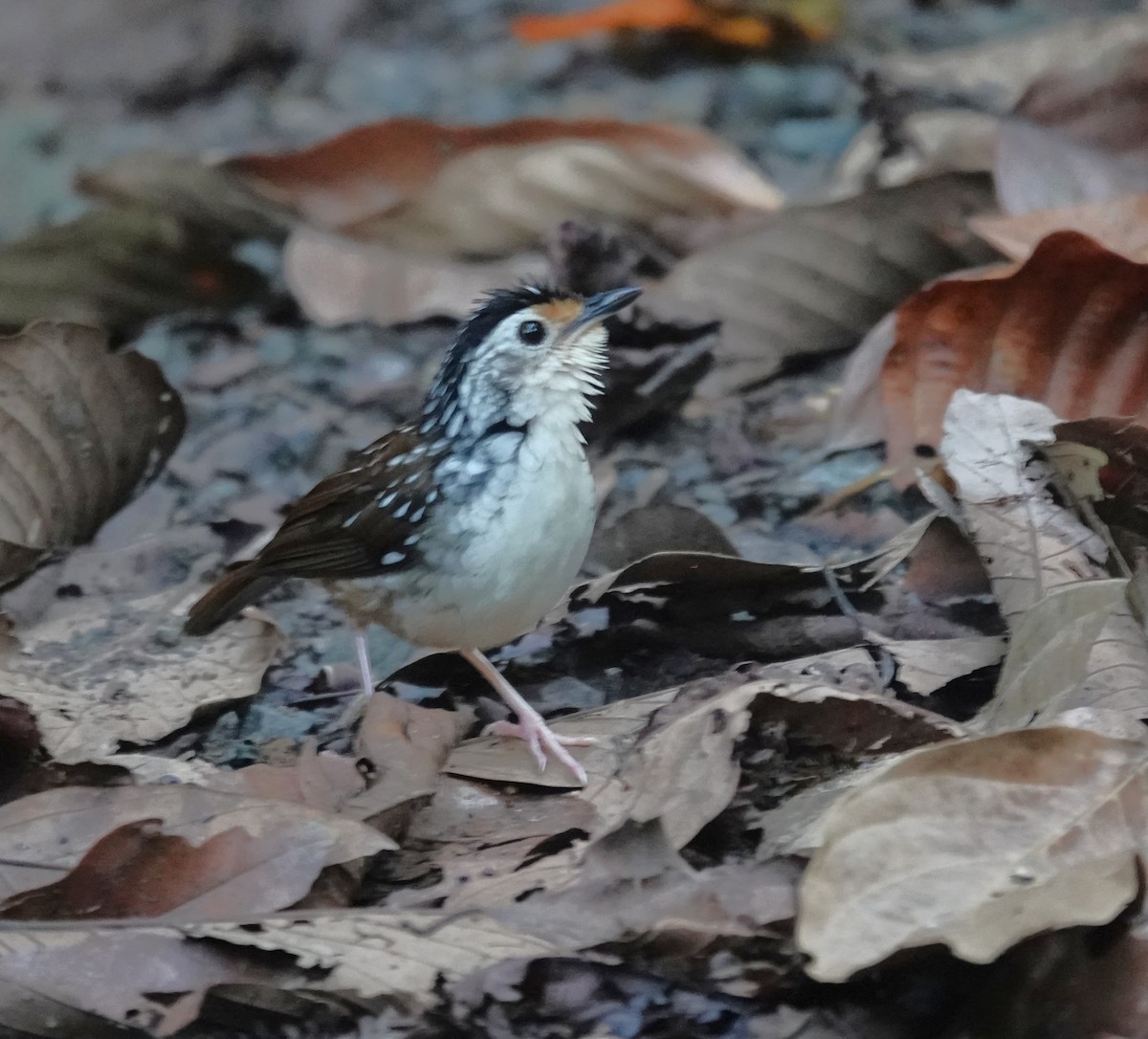 Striped Wren-Babbler - ML641751522