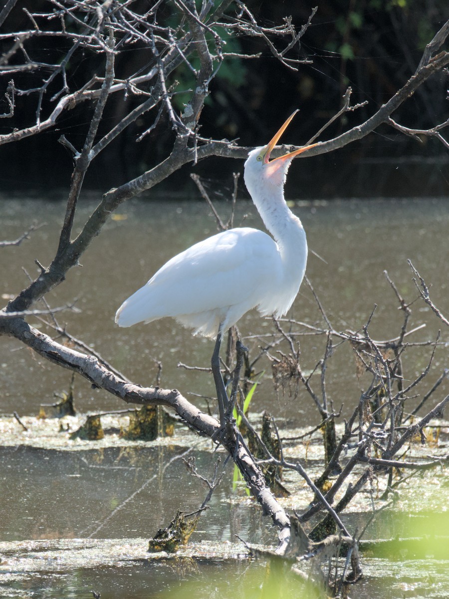 Grande Aigrette - ML641751525