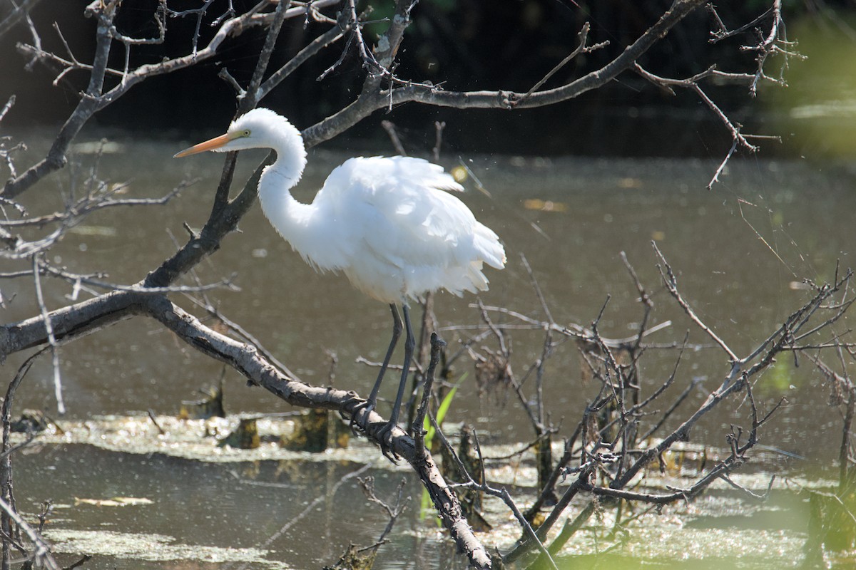 Grande Aigrette - ML641751526