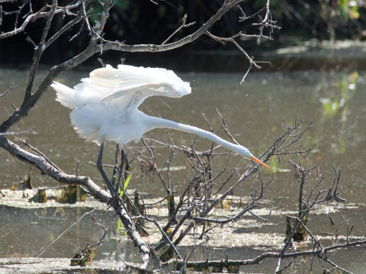Grande Aigrette - ML641751528