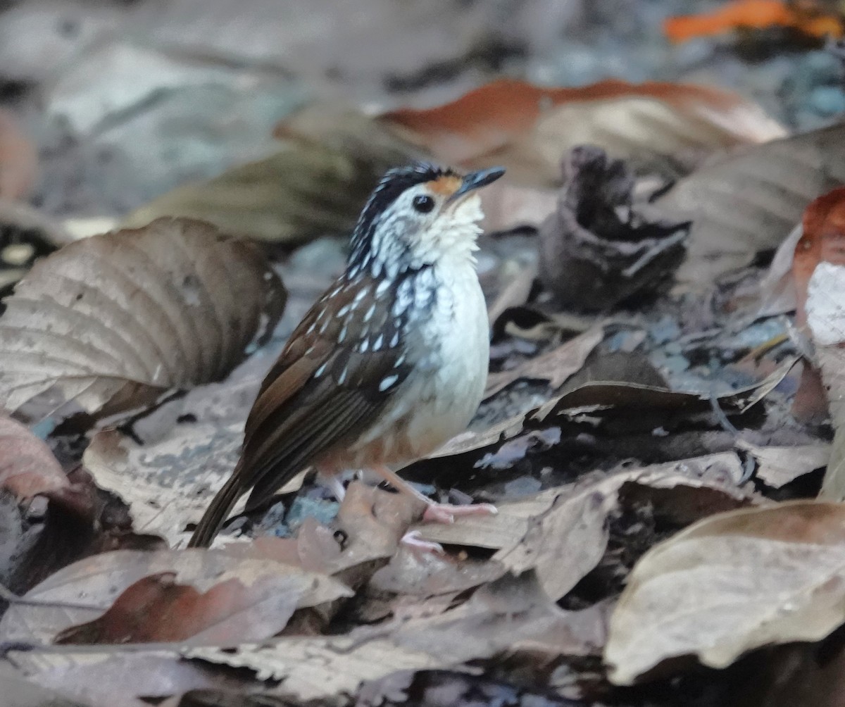 Striped Wren-Babbler - ML641751532