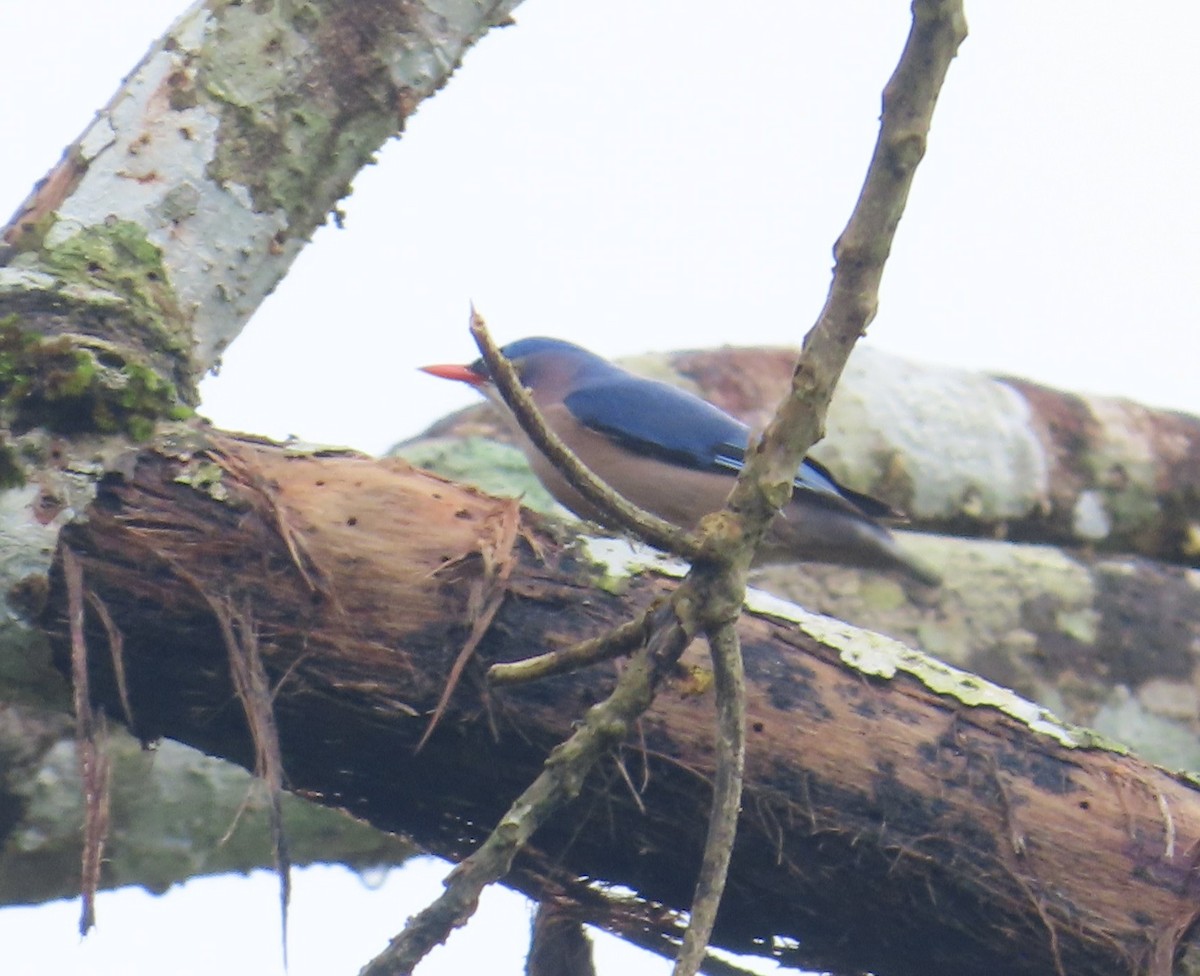 Velvet-fronted Nuthatch - ML641751567