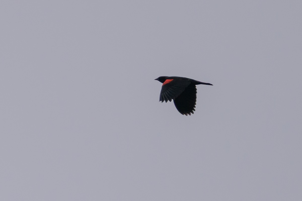 Red-winged Blackbird (California Bicolored) - ML641751651