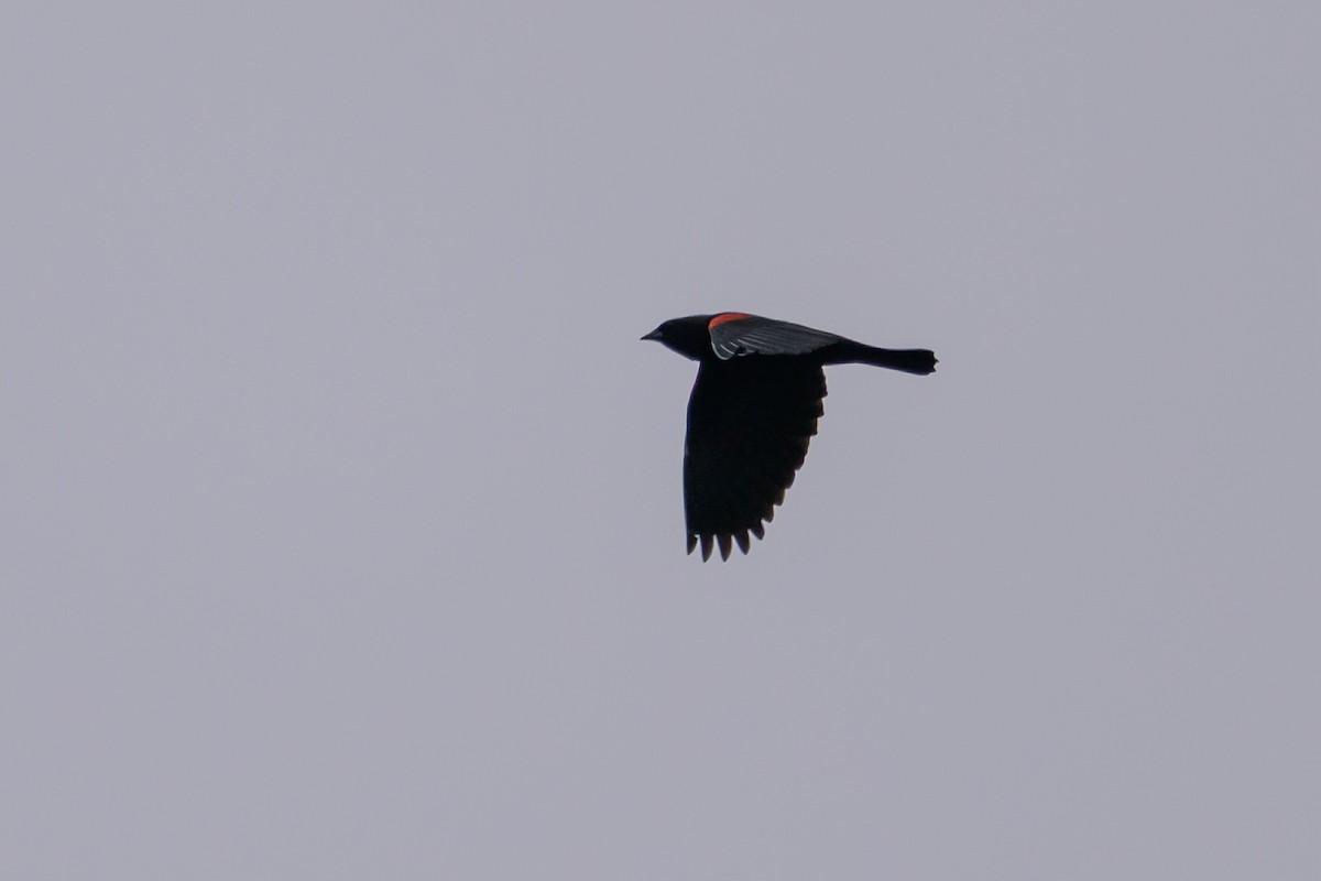 Red-winged Blackbird (California Bicolored) - ML641751652