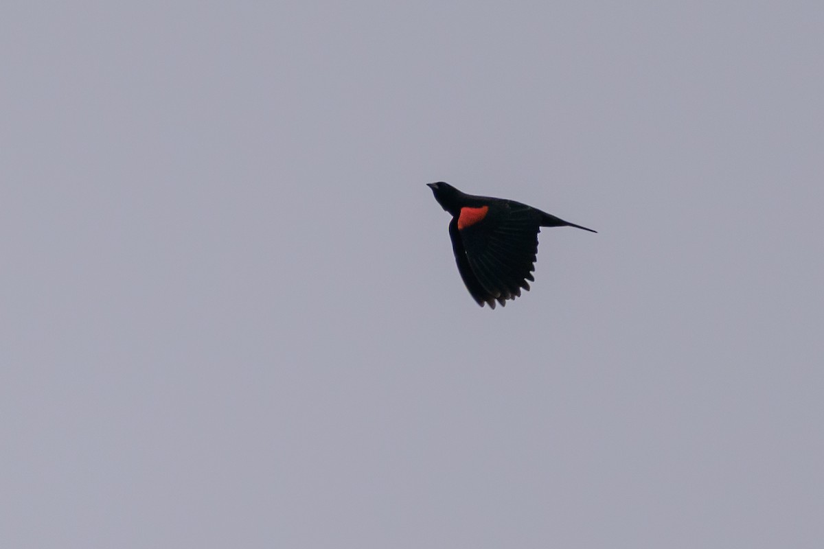 Red-winged Blackbird (California Bicolored) - ML641751653