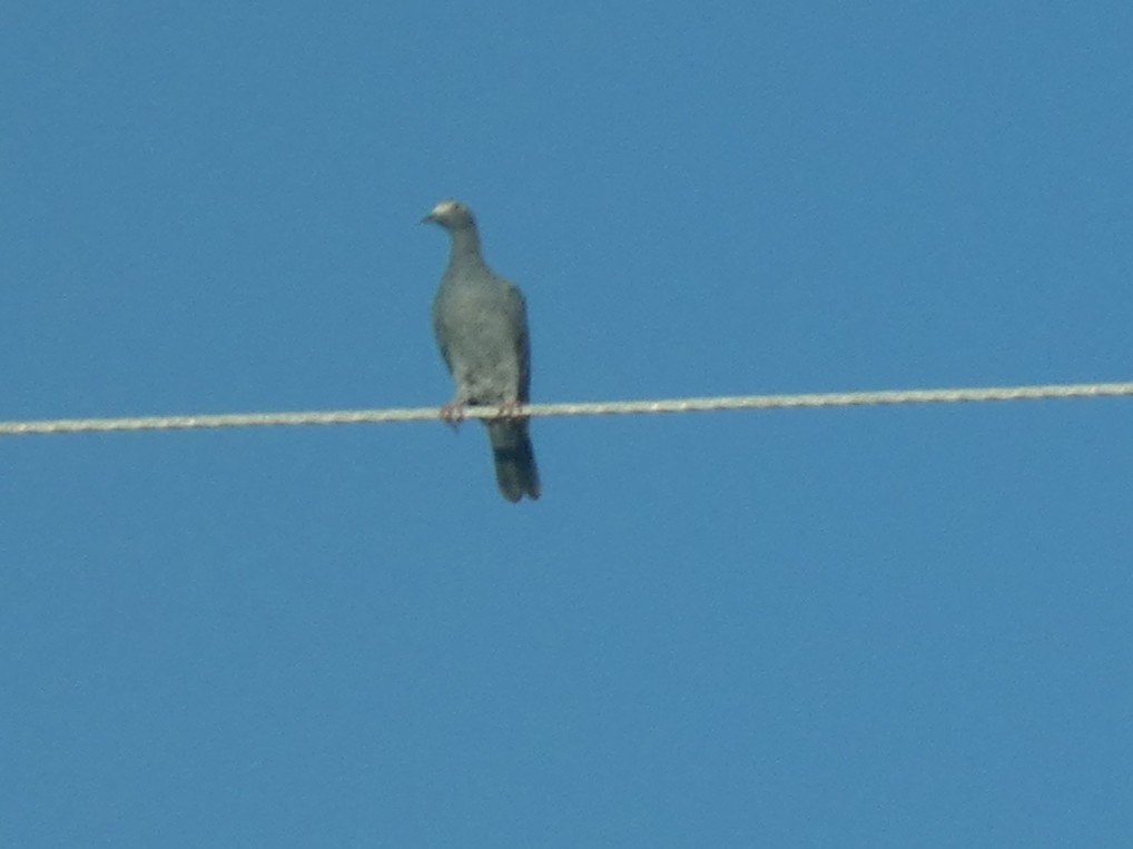 White-crowned Pigeon - ML641751708