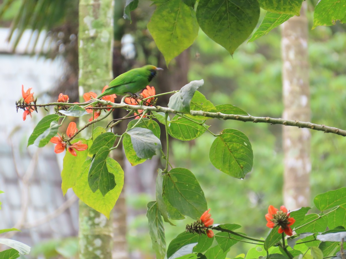 Golden-fronted Leafbird - ML641751713