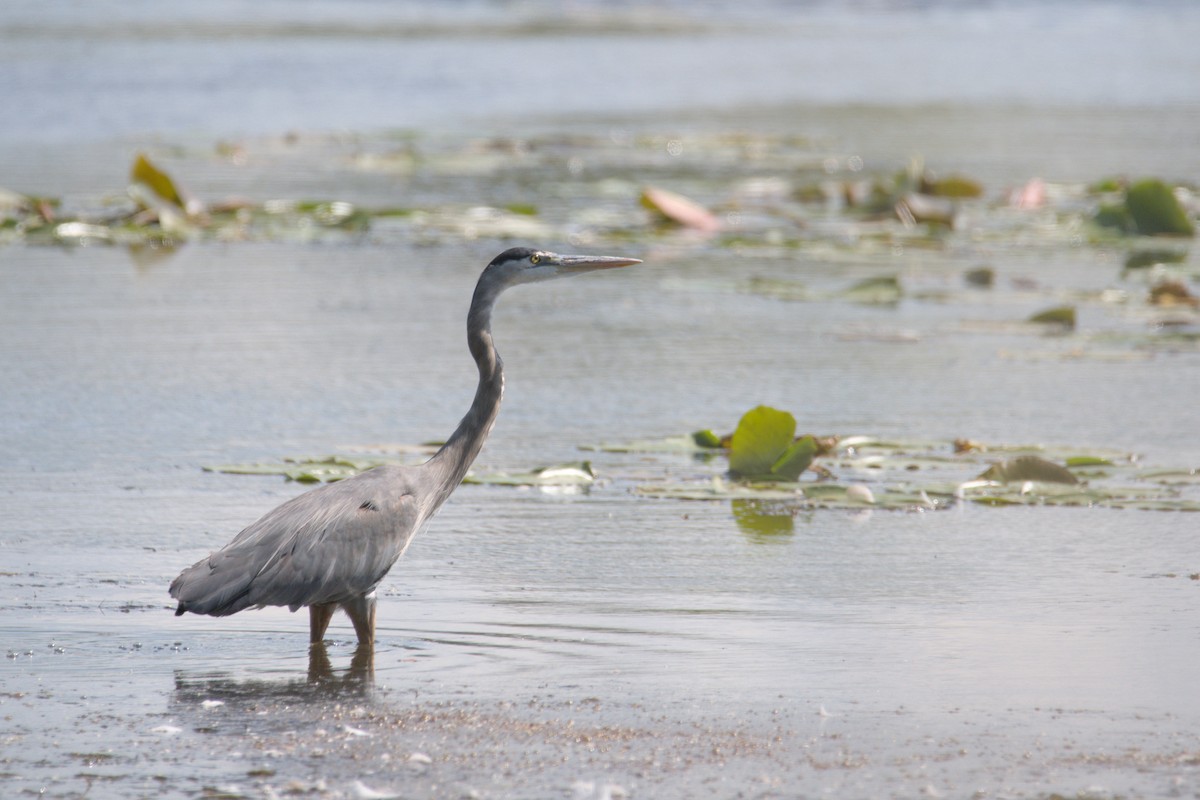 Great Blue Heron - ML641751714