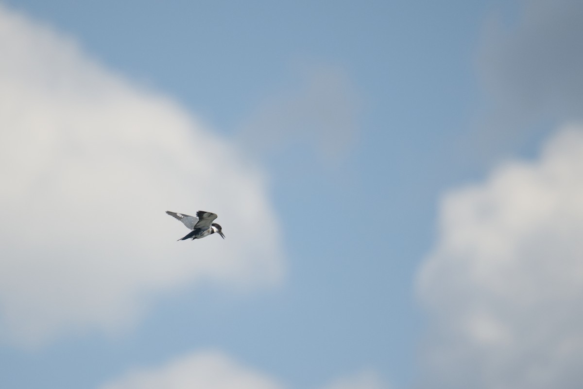 Belted Kingfisher - ML641751721