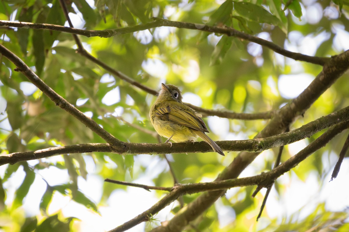 Eye-ringed Flatbill - ML641751741