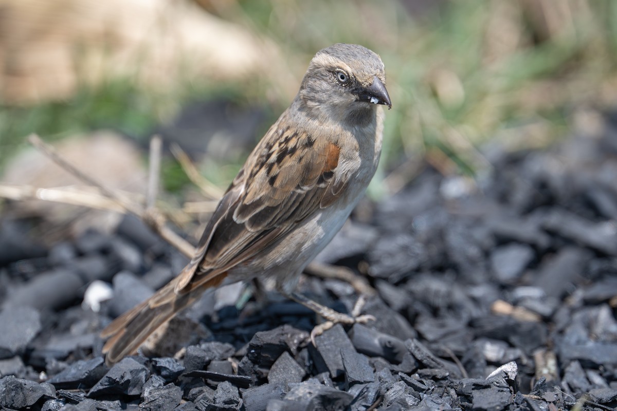 Kenya Rufous Sparrow - ML641751744