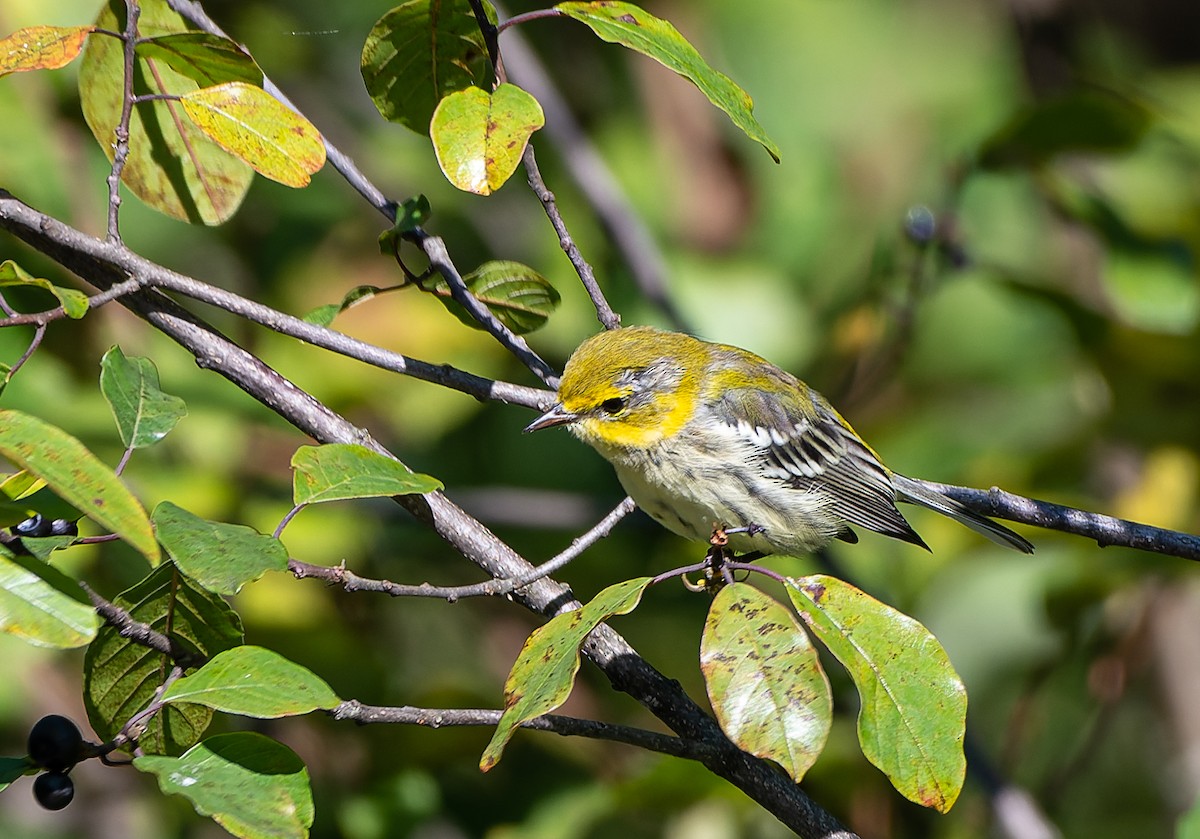 Black-throated Green Warbler - ML641751764