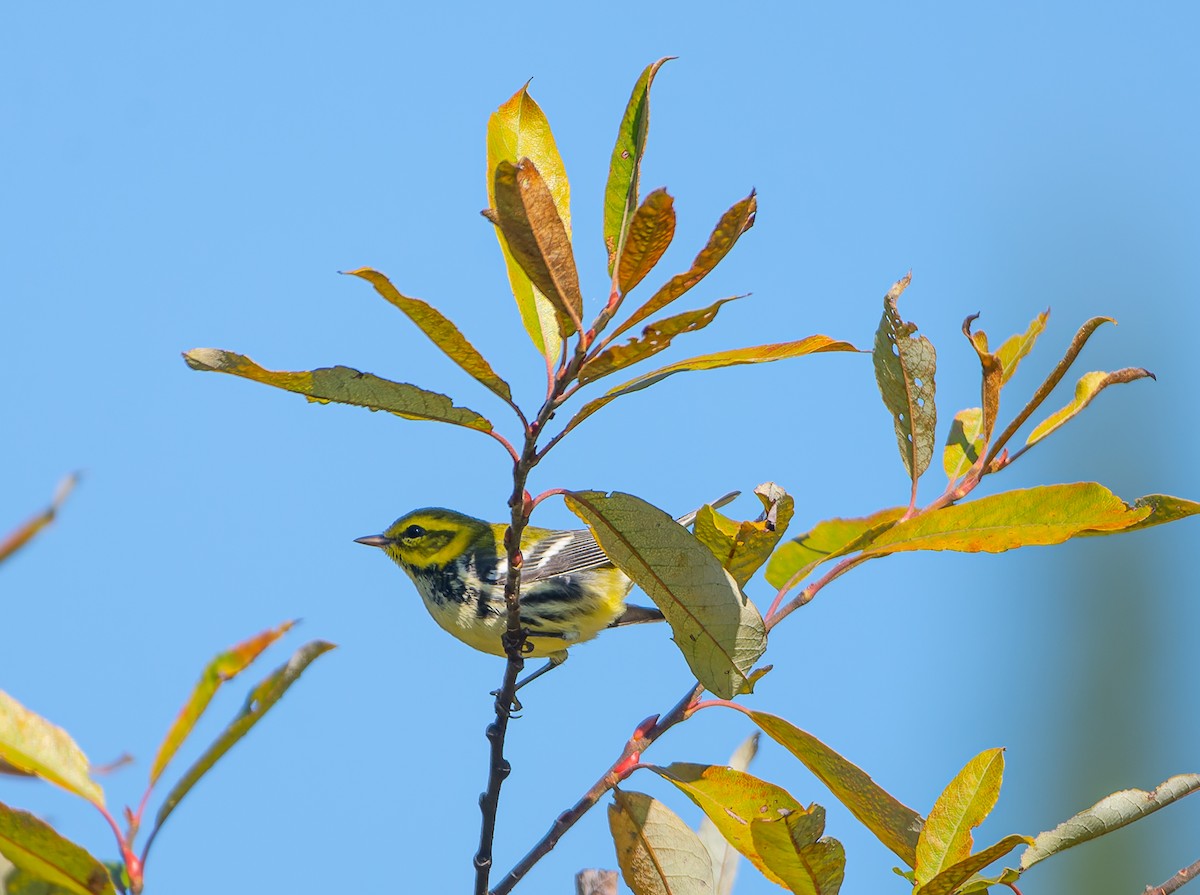 Black-throated Green Warbler - ML641751766