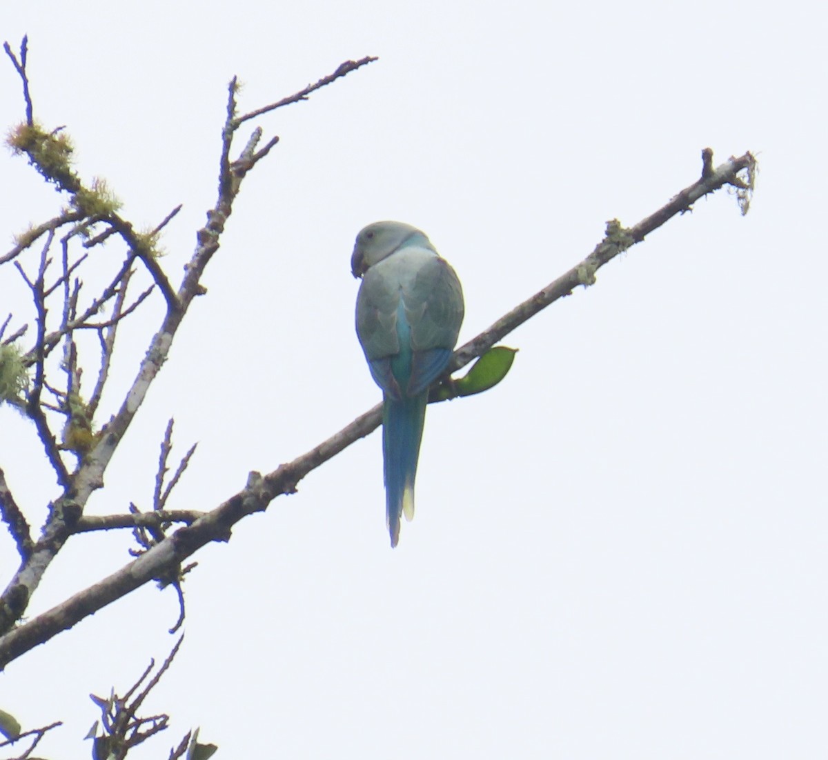 Malabar Parakeet - ML641751769