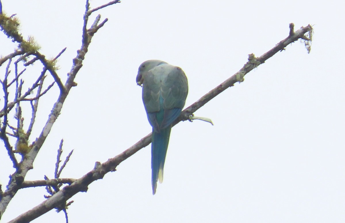Malabar Parakeet - ML641751770