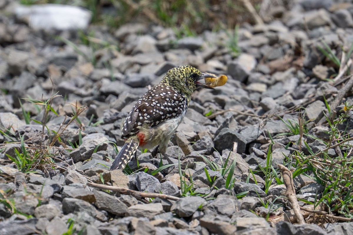 D'Arnaud's Barbet - ML641751806