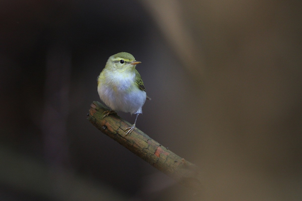 Wood Warbler - ML64175181