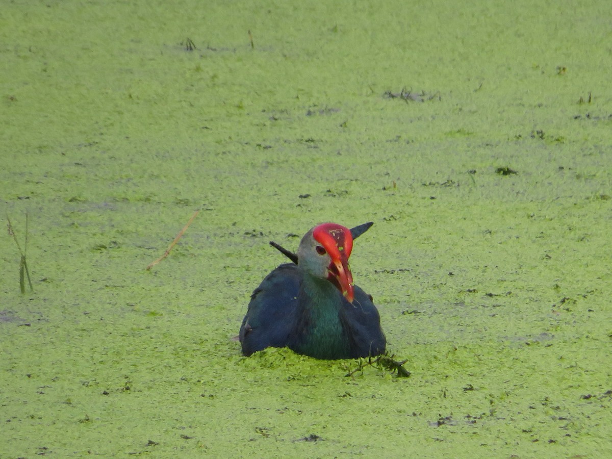 Gray-headed Swamphen - ML641751999