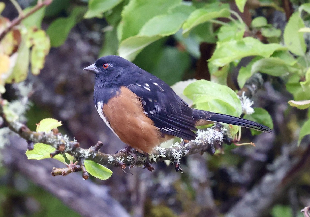 Spotted Towhee - ML641752057