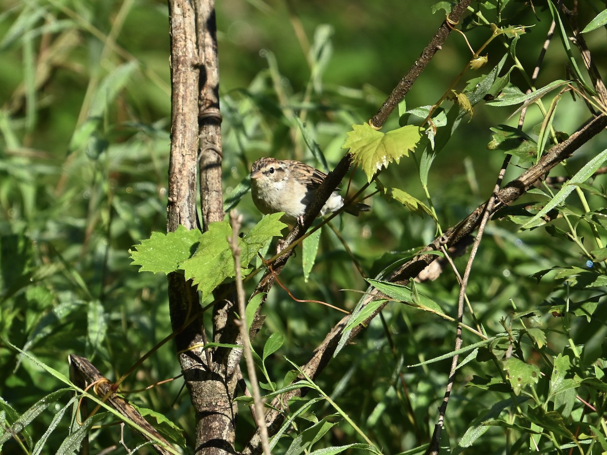 Chipping Sparrow - ML641752069