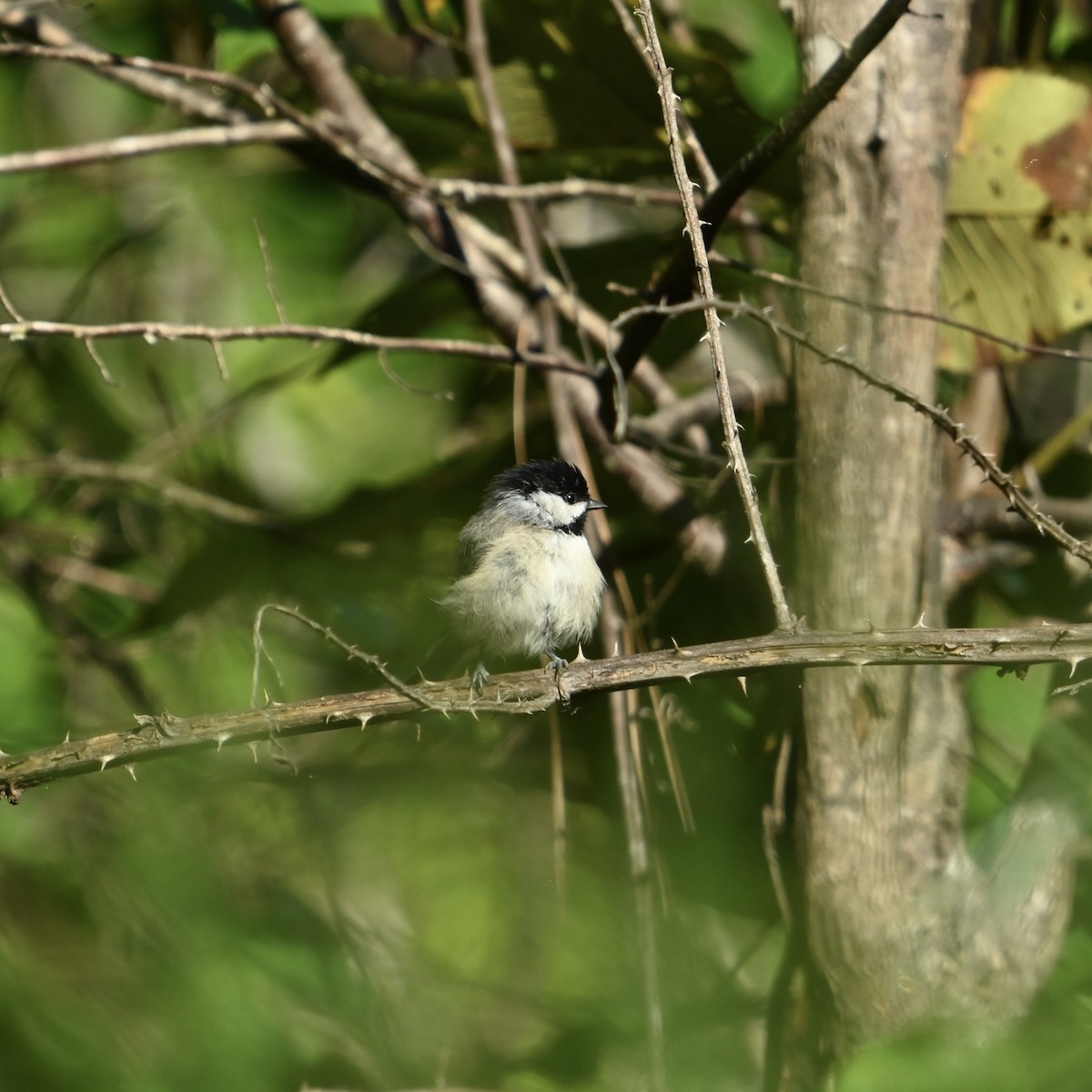 Carolina Chickadee - ML641752076