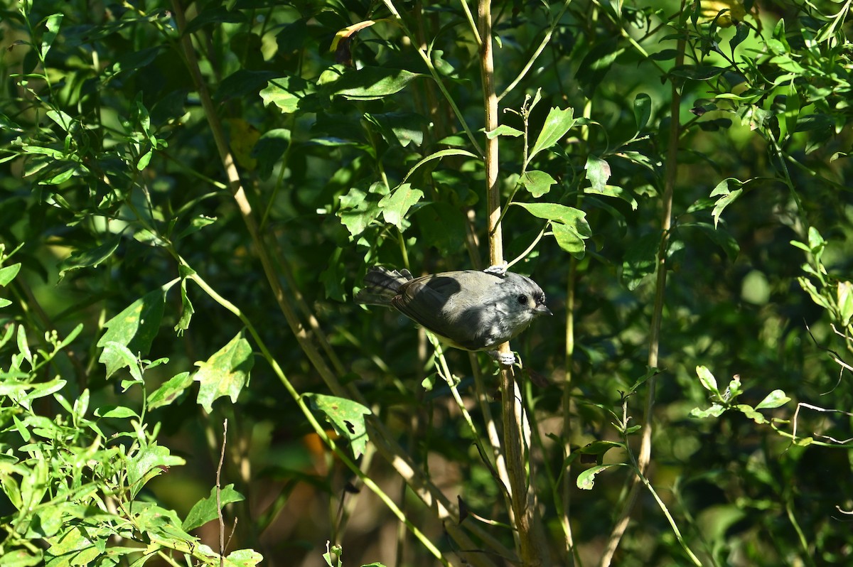 Tufted Titmouse - ML641752077