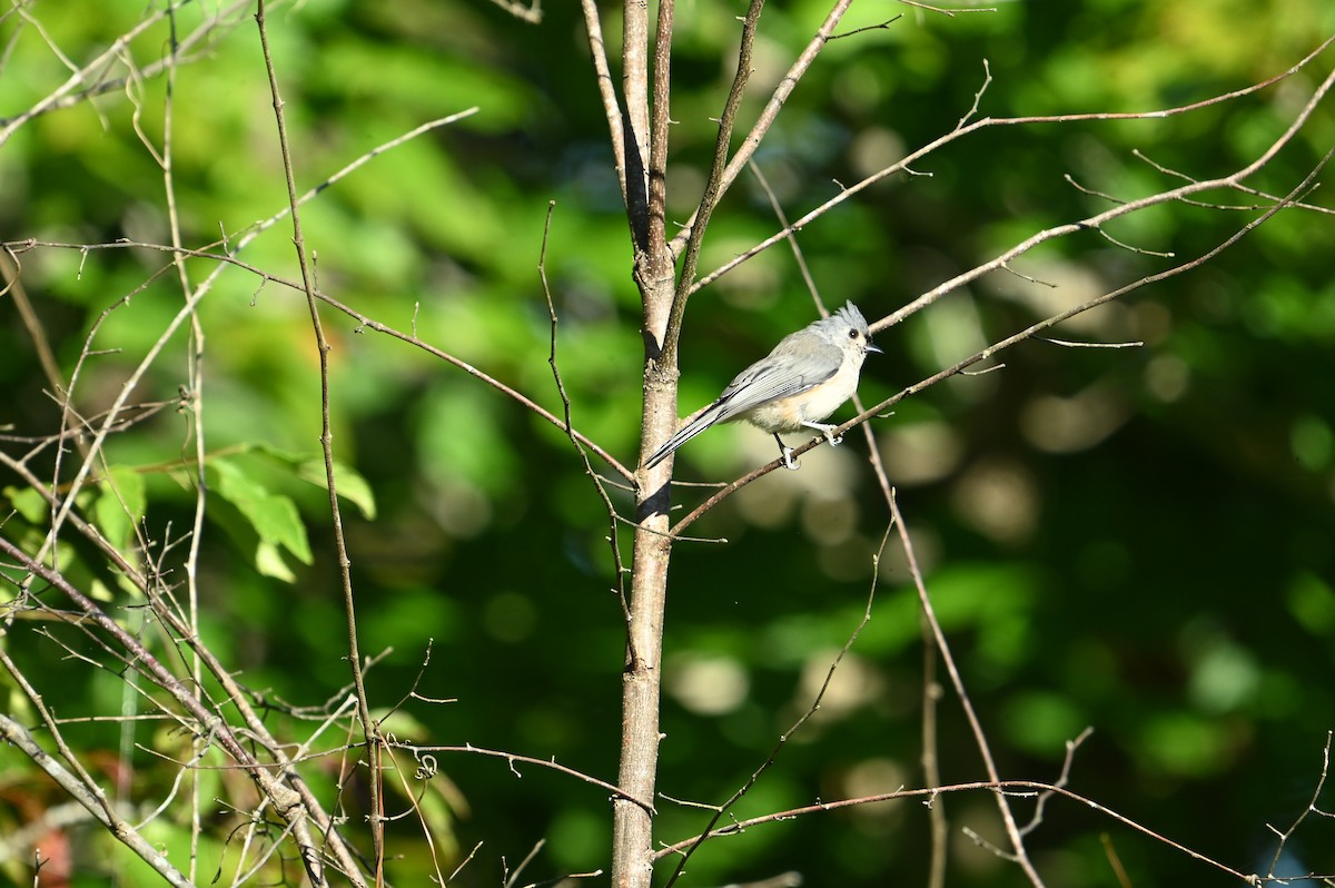 Tufted Titmouse - ML641752084