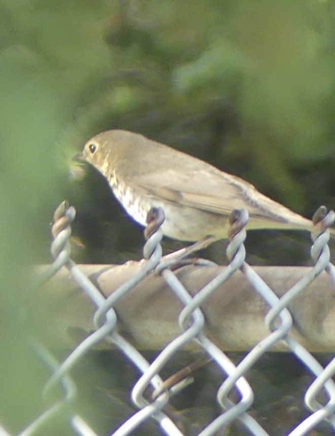 Swainson's Thrush - ML641752085